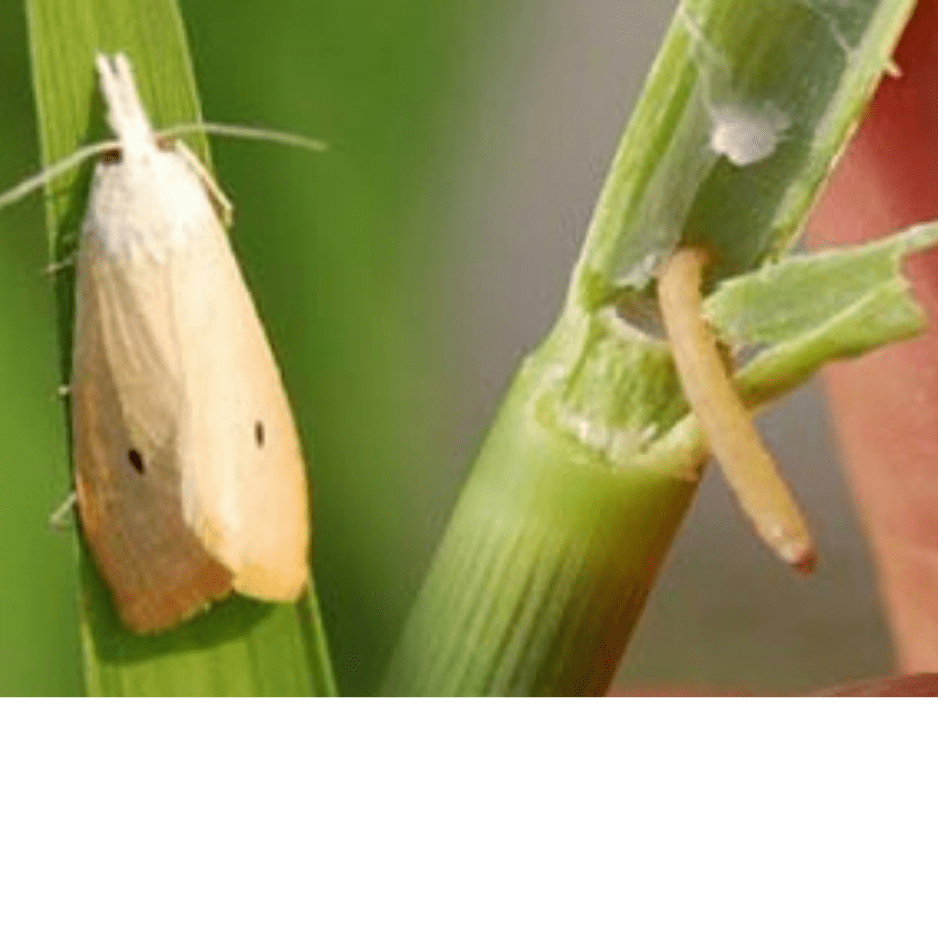 Imago dan larva penggerek batang padi