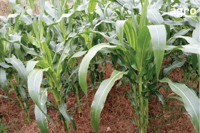Foto 2, Product Training Sagri Storm, herbisida selektif pilihan petani jagung Garut