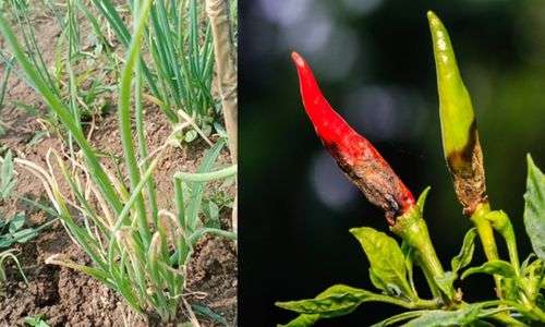 Antraknosa atau Patek (Colletotrichum sp.)
