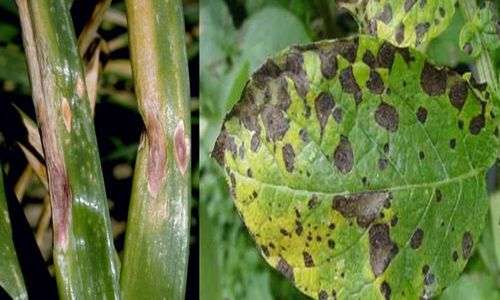 Bercak kering (Alternaria sp.)