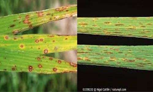 Bercak padi (Cercospora sp.)