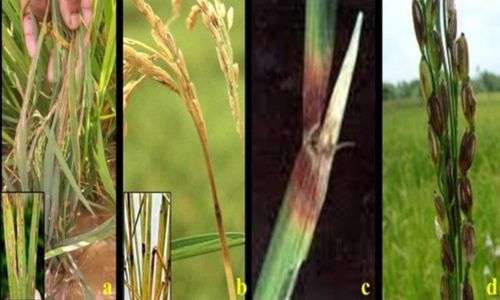 Blast Padi (Pyricularia sp.)