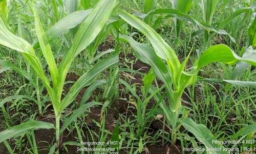 Bulai jagung (peronosscelerospora maydis)