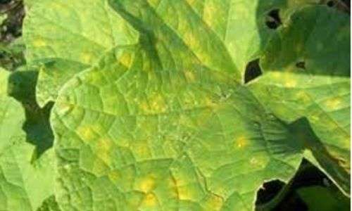 Embun bulu timun (Pseudoperenospora cubensis)