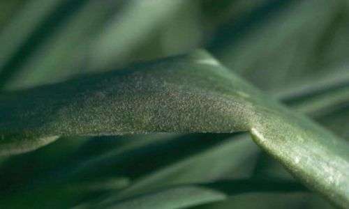 Embun bulu bawang (pseudoperonospora sp.)