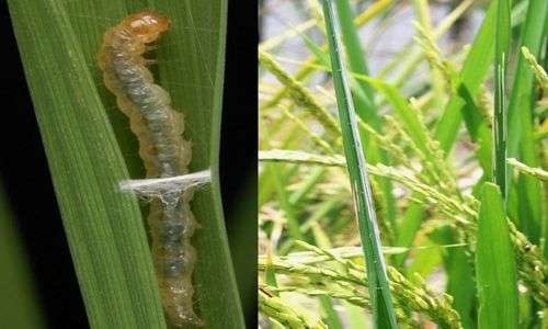Hama Putih Palsu (Cnaphalocrocis medinalis)