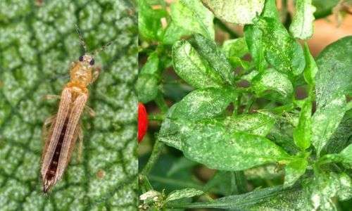 Hama Trips (Thrips sp.)