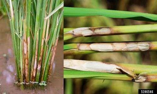 Hawar pelepah padi (Rhizoctonia solani)