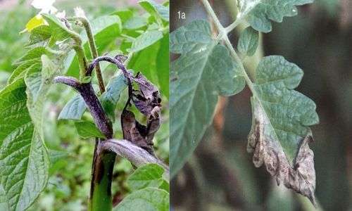 Hawar atau busuk daun (Phytophthora infestans)