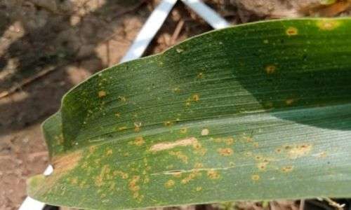 Karat Jagung (Puccinia sp.)