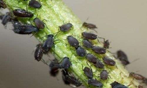 kutu daun (Aphis sp.)