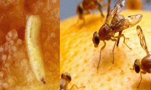 lalat buah (Bactrocera sp.)