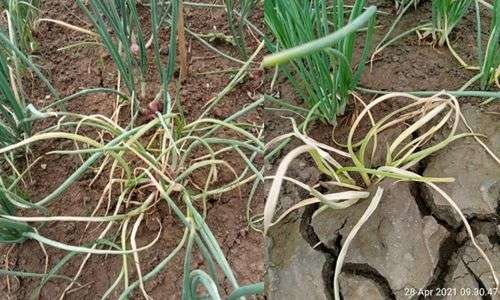 Moler (Fusarium sp.)