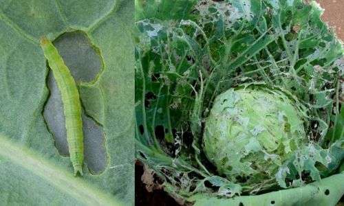 Ulat kubis (Plutella xylostella)