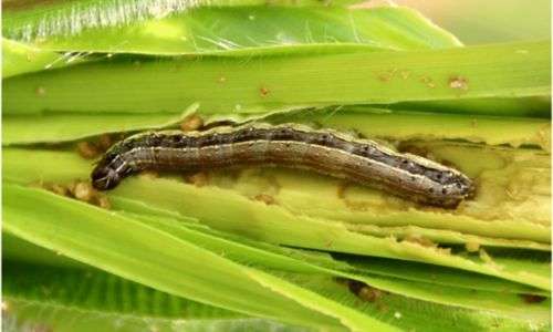 Ulat grayak jagung/FAW (Spodoptera frugiperda)