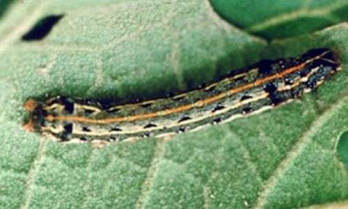 Ulat Grayak (Spodoptera litura)