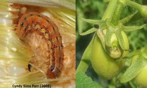Penggerek tongkol atau penggerek buah (Helicoperva armigera)