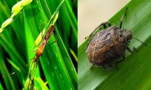 Walang Sangit dan Kepinding Tanah